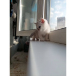 Продам шотландские котят с документами