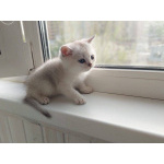 Продам шотландские котят с документами