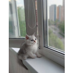 Продам шотландские котят с документами