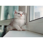 Продам шотландские котят с документами