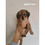 Щенки в добрые руки. 1 месяц