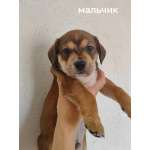 Щенки в добрые руки. 1 месяц