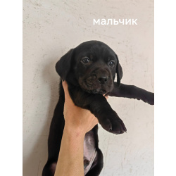 Щенки в добрые руки. 1 месяц
