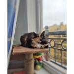 Уникальной внешности кошечка Машенька ищет дом!