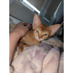 Котята абики