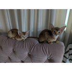 Котята абики