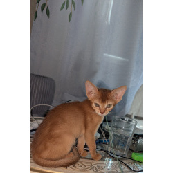 Котята абики