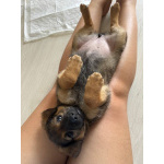 Щенки ищут дом!
