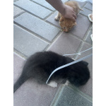 отдам котят в добрые руки.рыжий,черный,черный с белым