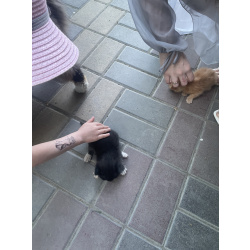 отдам котят в добрые руки.рыжий,черный,черный с белым