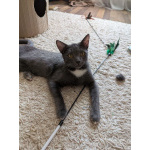 Котёнок Томас ищет дом!