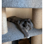 Котёнок Томас ищет дом!