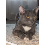 Котёнок Томас ищет дом!