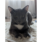 Котёнок Томас ищет дом!