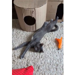 Котёнок Томас ищет дом!