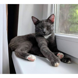 Котёнок Томас ищет дом!
