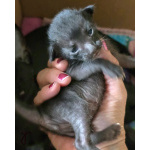 Продам ориентальных котят