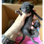 Продам ориентальных котят