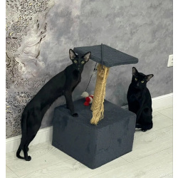 Продам ориентальных котят