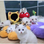Котята Рэгдолл