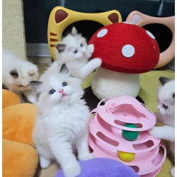 Котята Рэгдолл