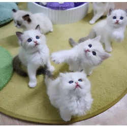 Рэгдолл