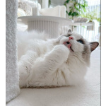 Кошечка Рэгдолл в разведение