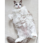 Кошечка Рэгдолл в разведение