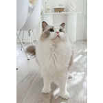 Кошечка Рэгдолл в разведение