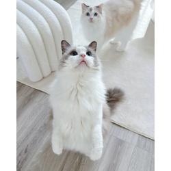 Кошечка Рэгдолл в разведение