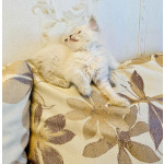 Невские маскарадные котята девочки