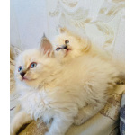 Невские маскарадные котята девочки
