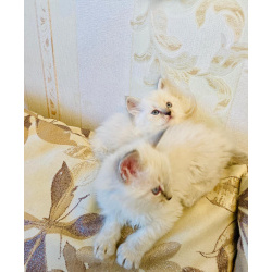 Невские маскарадные котята девочки
