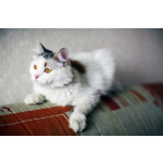 Кошка Маруся ищет дом одним животным.