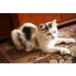 Кошка Маруся ищет дом одним животным.