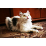 Кошка Маруся ищет дом одним животным.