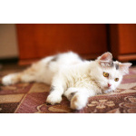 Кошка Маруся ищет дом одним животным.