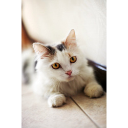 Кошка Маруся ищет дом одним животным.