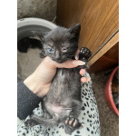 Котята мышеловки