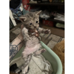 Котята мышеловки