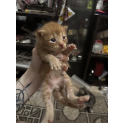 Котята мышеловки