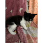 Котята мышеловки