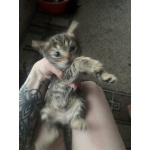 Котята мышеловки