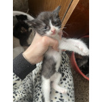 Котята мышеловки