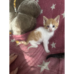 Котята мышеловки