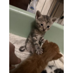Котята мышеловки