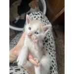 Котята мышеловки