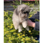 Померанский шпиц щенки