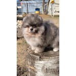 Померанский шпиц щенки