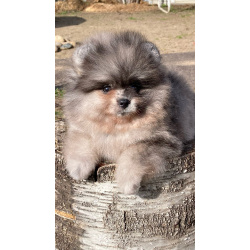 Померанский шпиц щенки